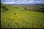 Expanse of leafy spurge in the Roosevelt National Park.