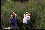 Sierra Club members clipping seedheads from puple loosestrife at Pittsburg Landing in Hells Canyon.