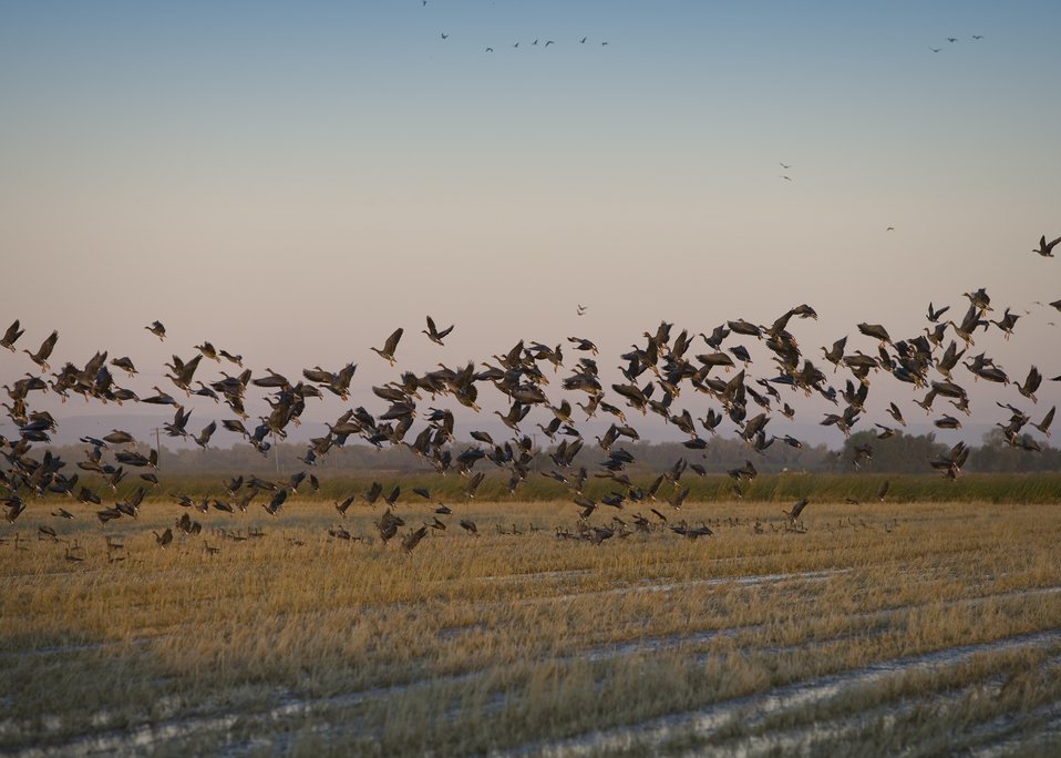 Geese flying off a rice field in Sacramento Valley, California.