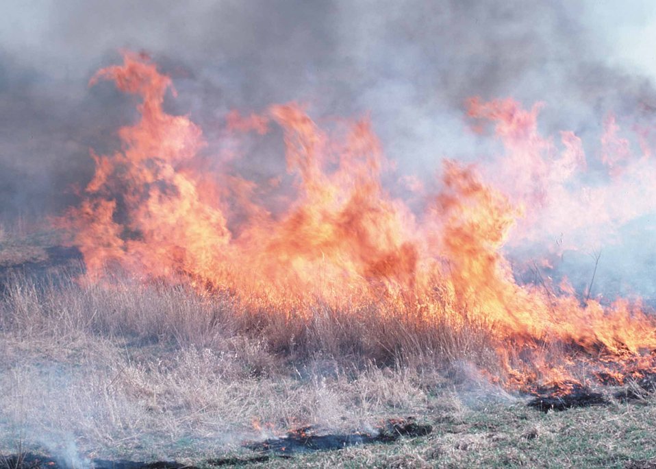 Fire is used as a management practice to improve native grass fields in Iowa.