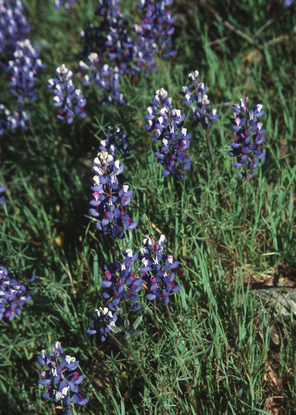 Wildflowers provide habitat and beauty to the landscape.