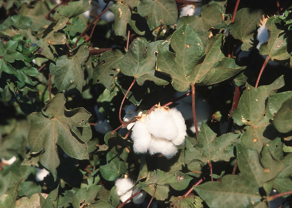 Cotton grown in Northern California.