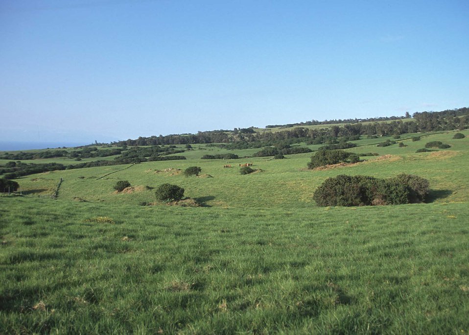 Pasture or rangeland in Hawaii.