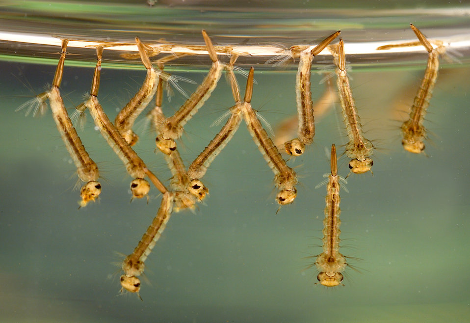 Close-up of Culex mosquito larvae in water