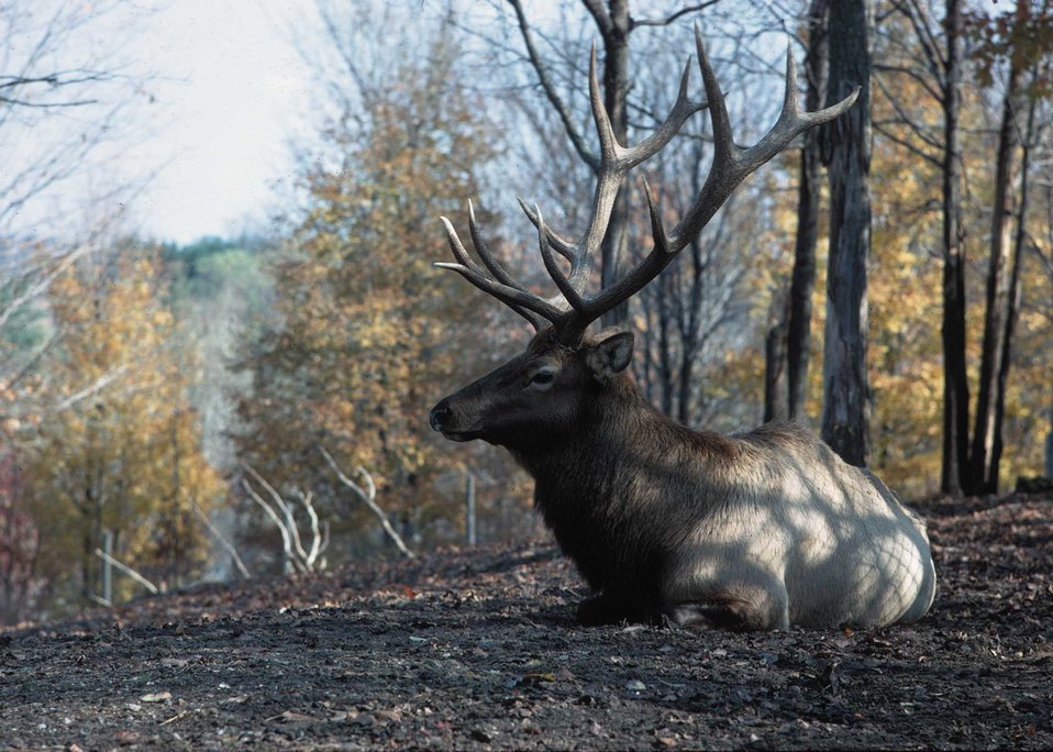 An elk at rest.