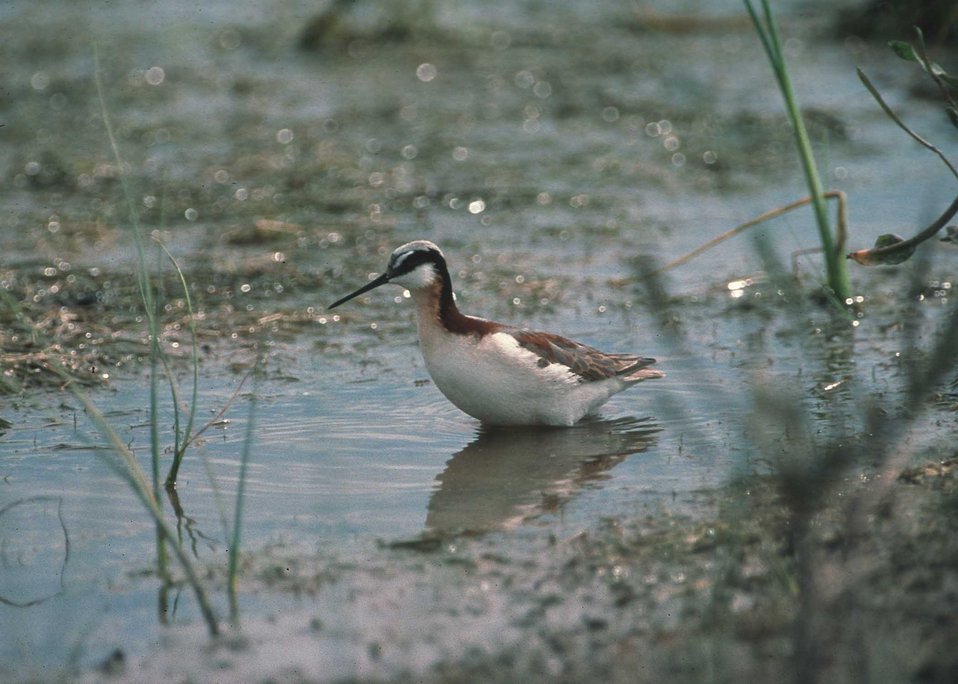 Wilson Phalathrope in the prairie pothole region of South Dakota.