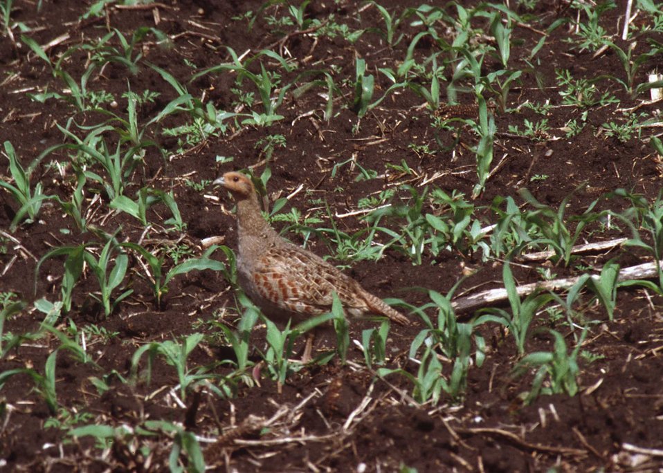 Hungarian partridge in a South Dakota corn field.