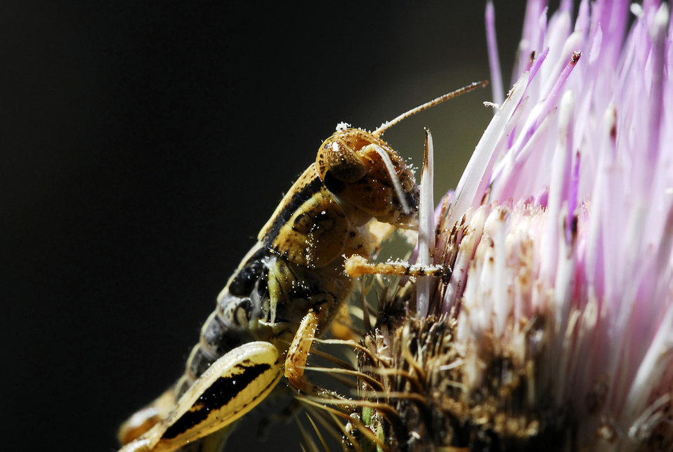 Grasshopper on Flower