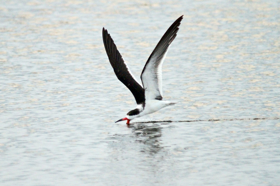 Black Skimmer on the water