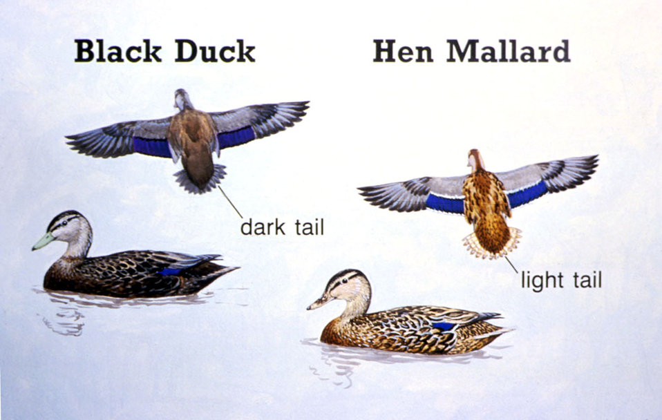 Black duck and hen mallard