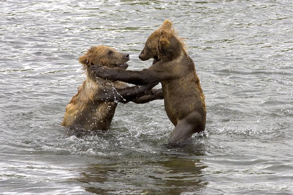 Brown bear cubs playing in water