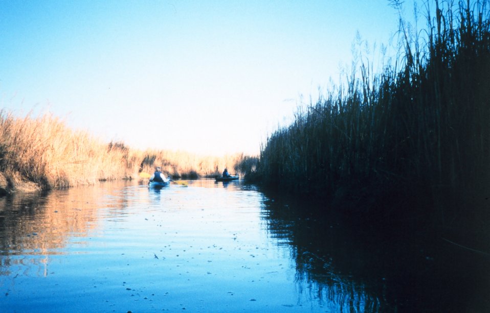  Kayakers observing the marsh flora and fauna on a fall afternoon. 