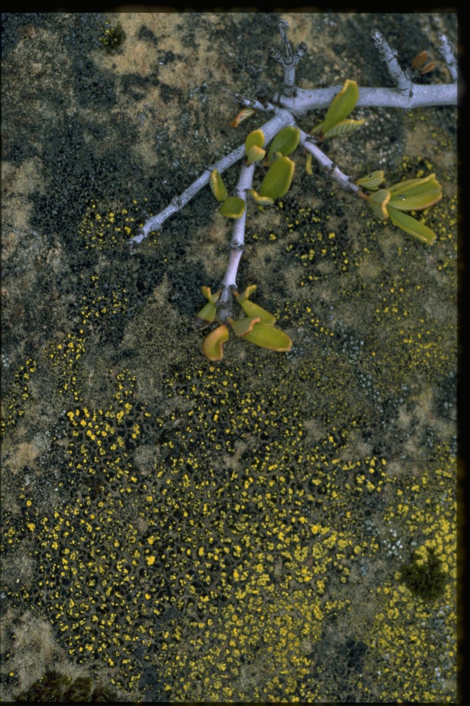 Farshot of Ceanothus (pumila) and lichen.