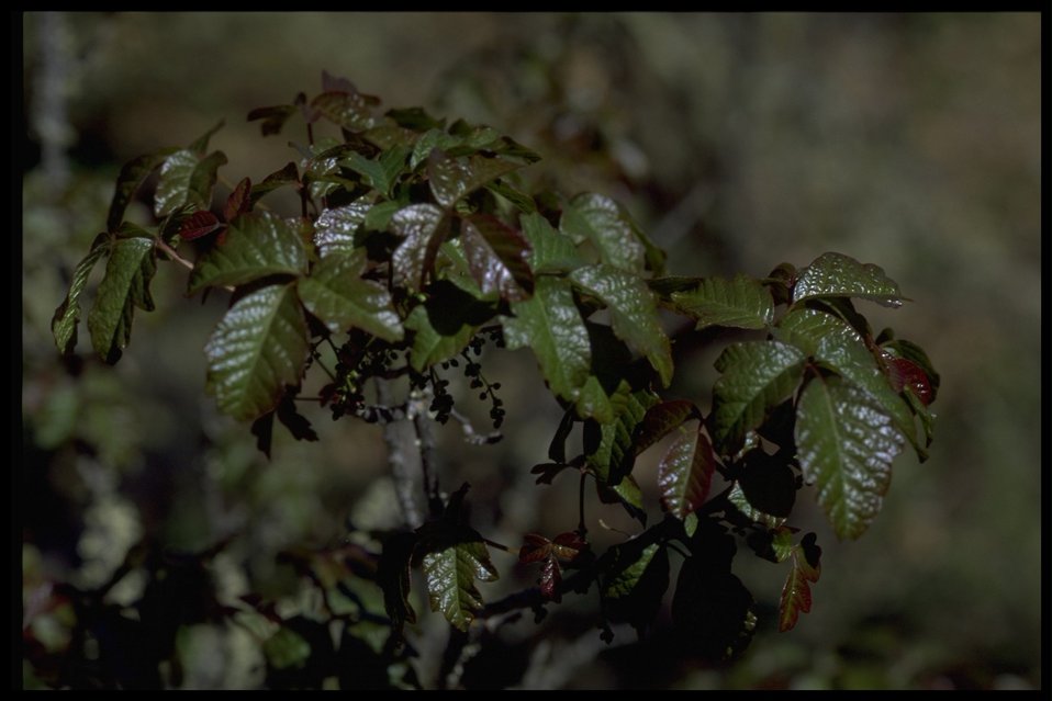 Medium shot of Toxicodendron diversilobum.