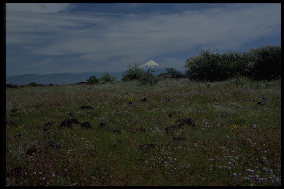 Rocky meadow with view of Mt. McLoughlin in backbround. Wildflowers in foreground: Plectris congesta, Collinsia grandiflora, Ceanothus cunetatus, Lasthenia californica.