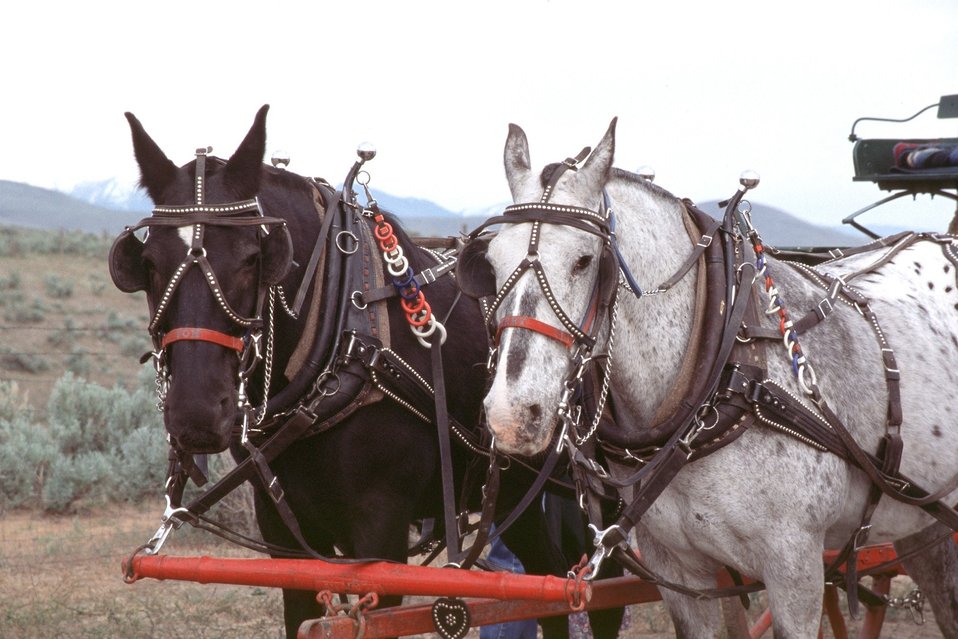 NHOTIC 10th Anniversary, wagon train reenactment. Pair of horses.