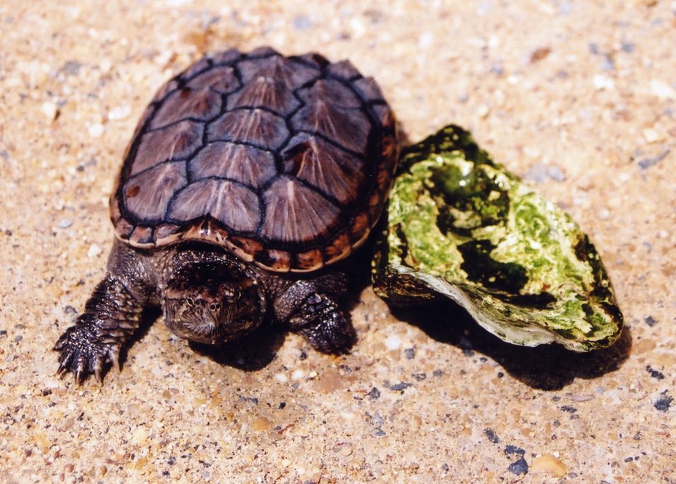  A year-old snapping turtle, about the same size as an oyster shell. 