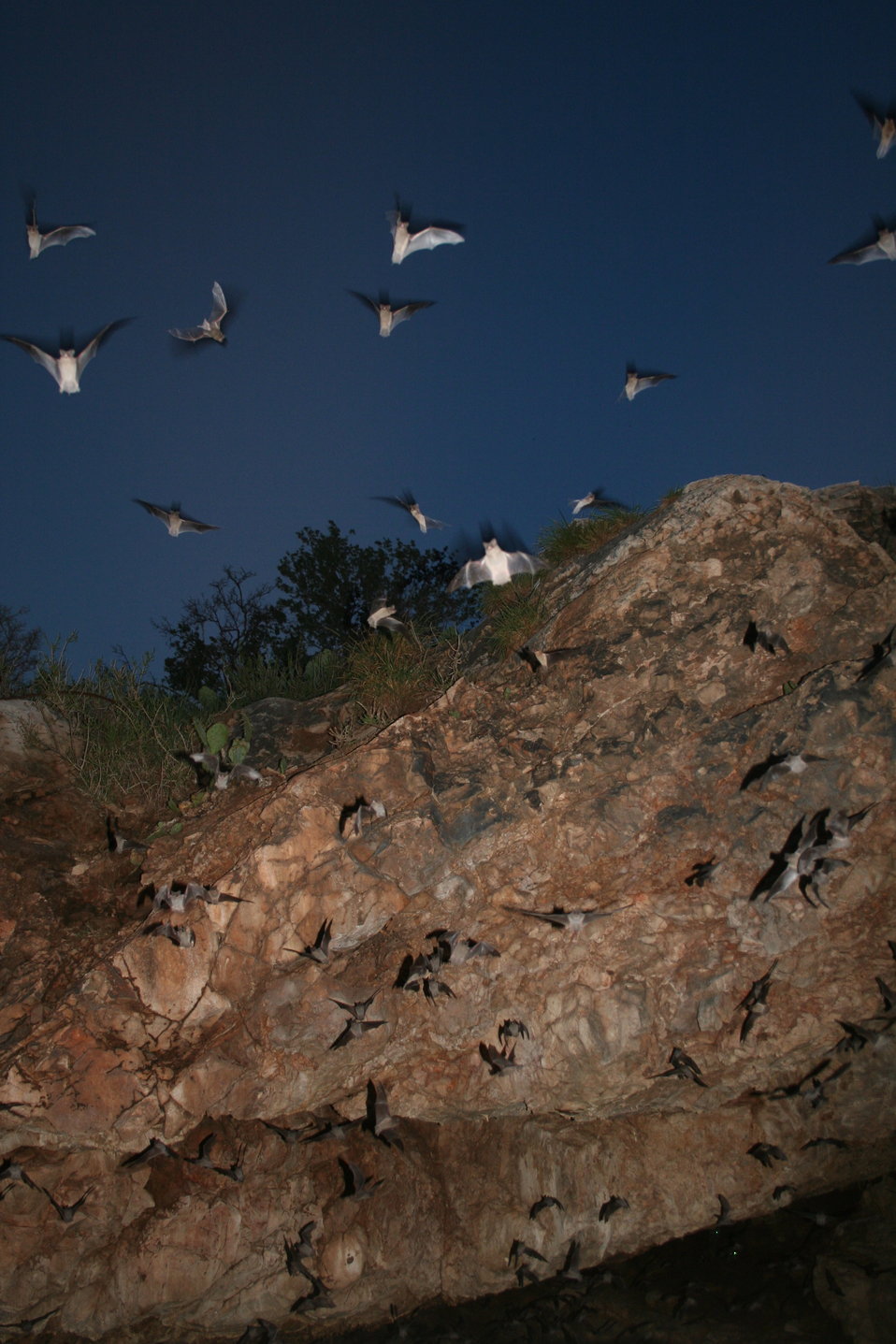 Bats emerging from Davis Cave