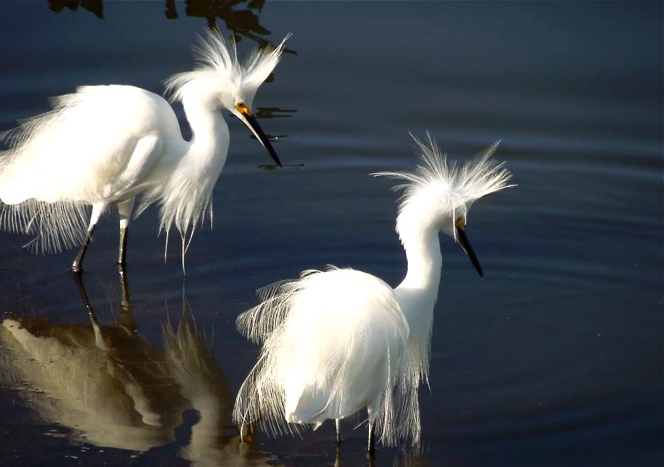 snowy egrets show off....