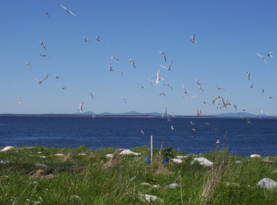 Terns flying over the grass