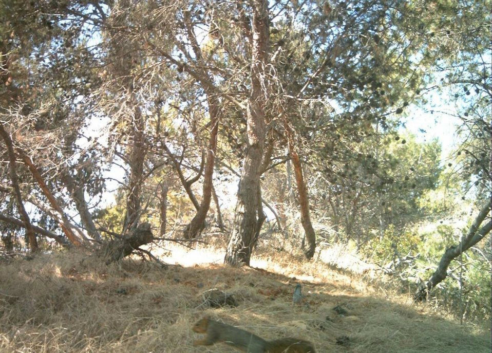 fox squirrel and scrub jay