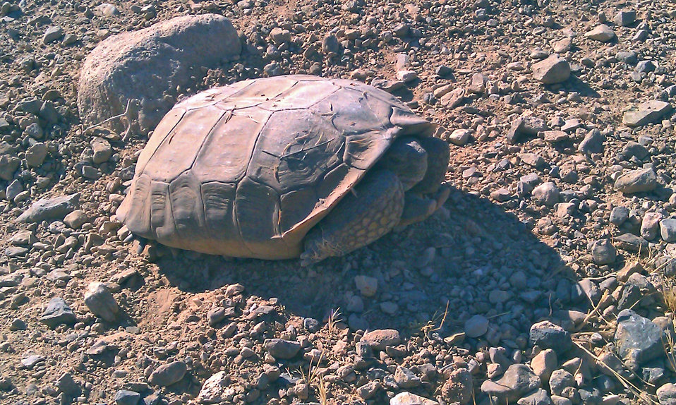 Desert Tortoise1