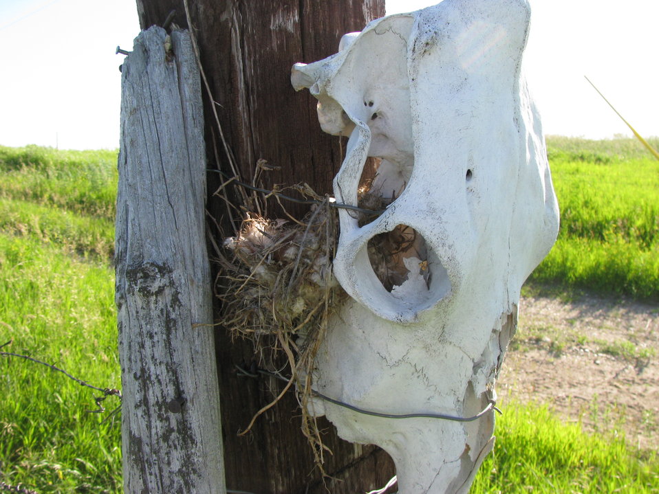 Western Kingbird Nest