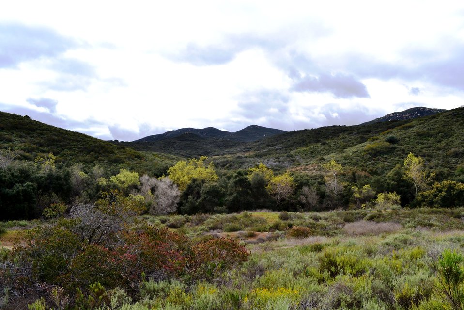 Coastal sage scrub and riparian habitat on the San Diego Refuge