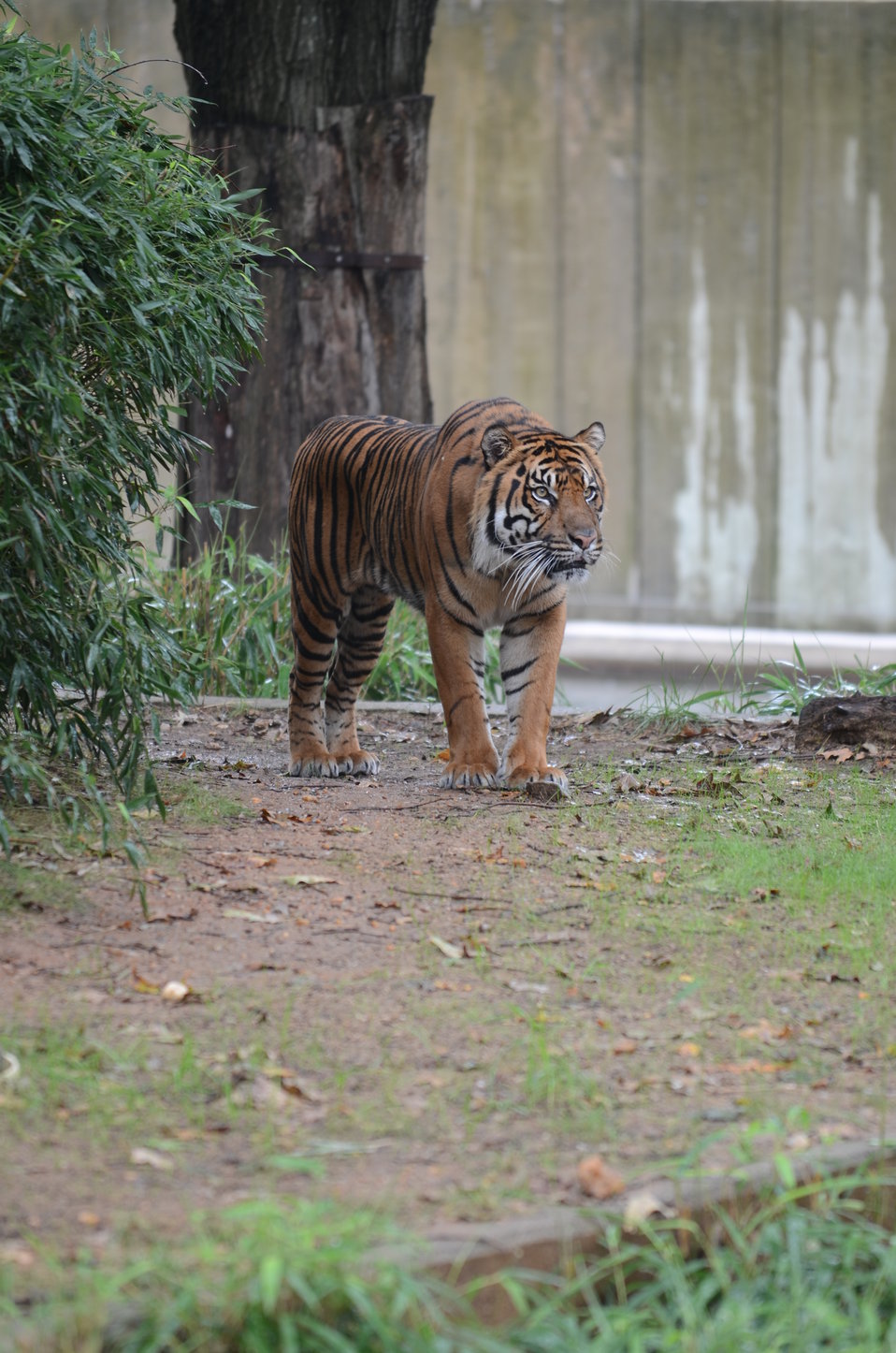 Save Vanishing Species Stamp First Day of Issue