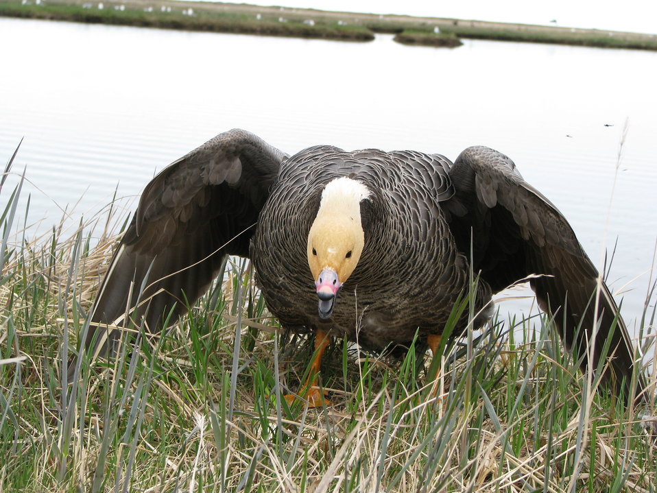 Female Emperor goose defending her nest