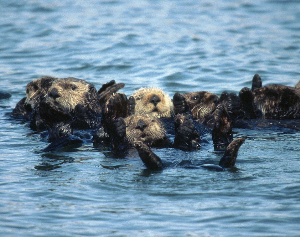 Sea Otter