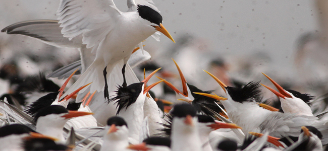 Elegant Terns at San Diego NWR