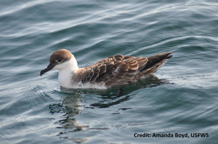 Greater Shearwater, nantucket refuge