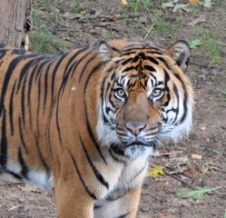 Save Vanishing Species Stamp First Day of Issue