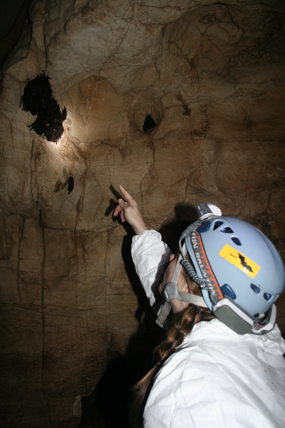 KDFWR bat ecologist counts gray bats