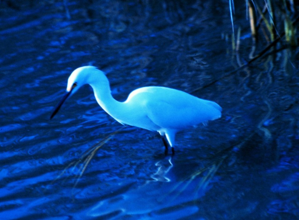  A great white egret in the tidal waters of Charleston harbor. 