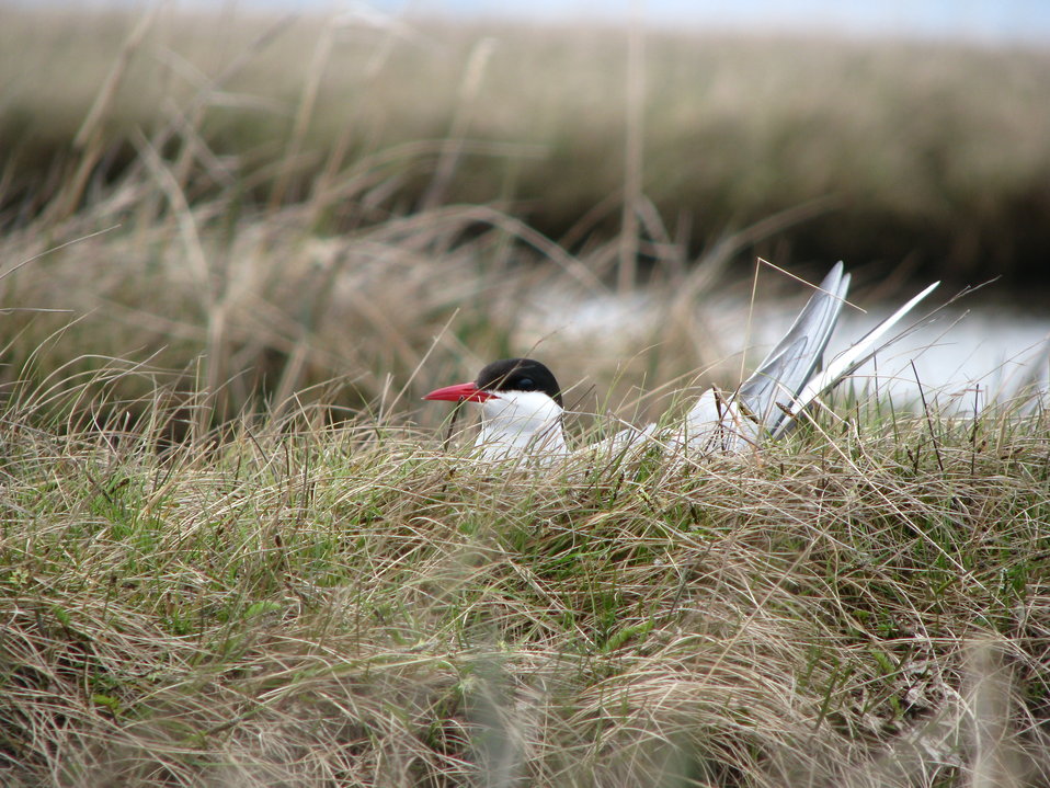 Arctic tern on nest