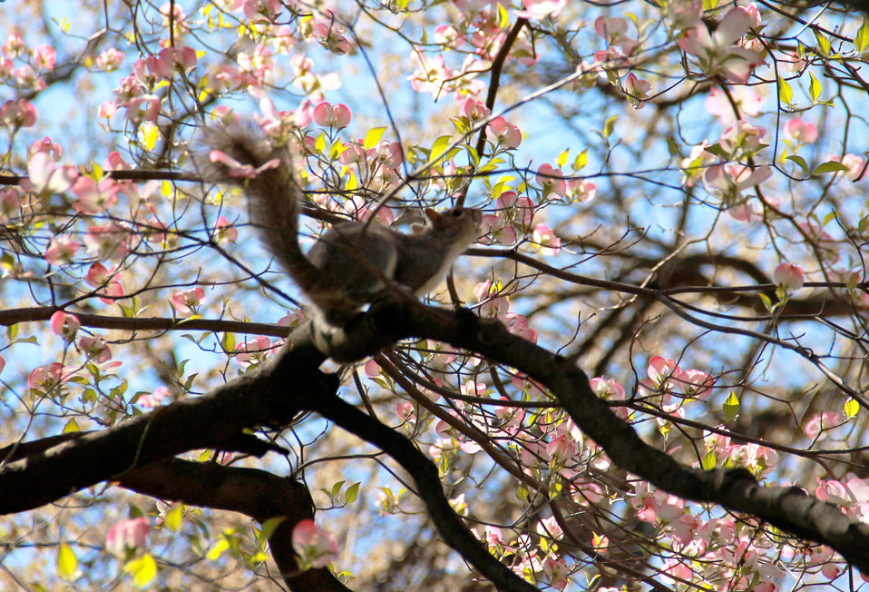 Squirrel in Pink Dogwood in Capitol Square
