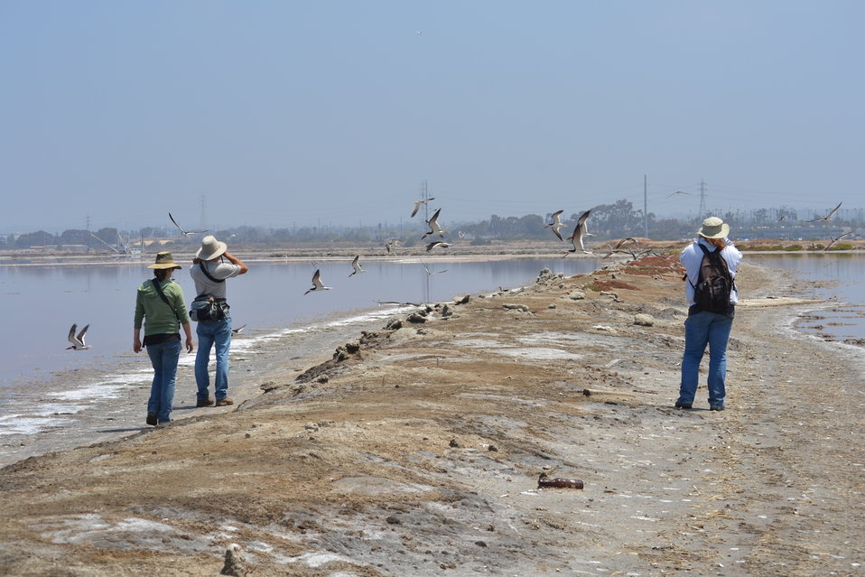 Biologists monitoring black skimmer (Rynchops niger) nests