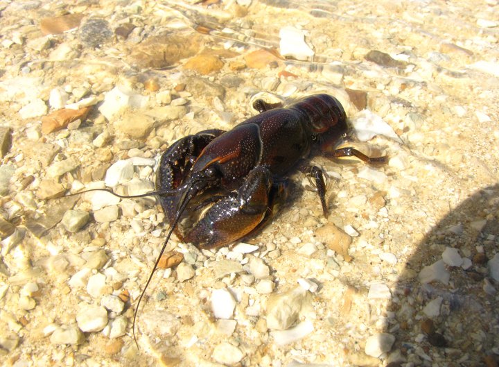 crayfish in stream