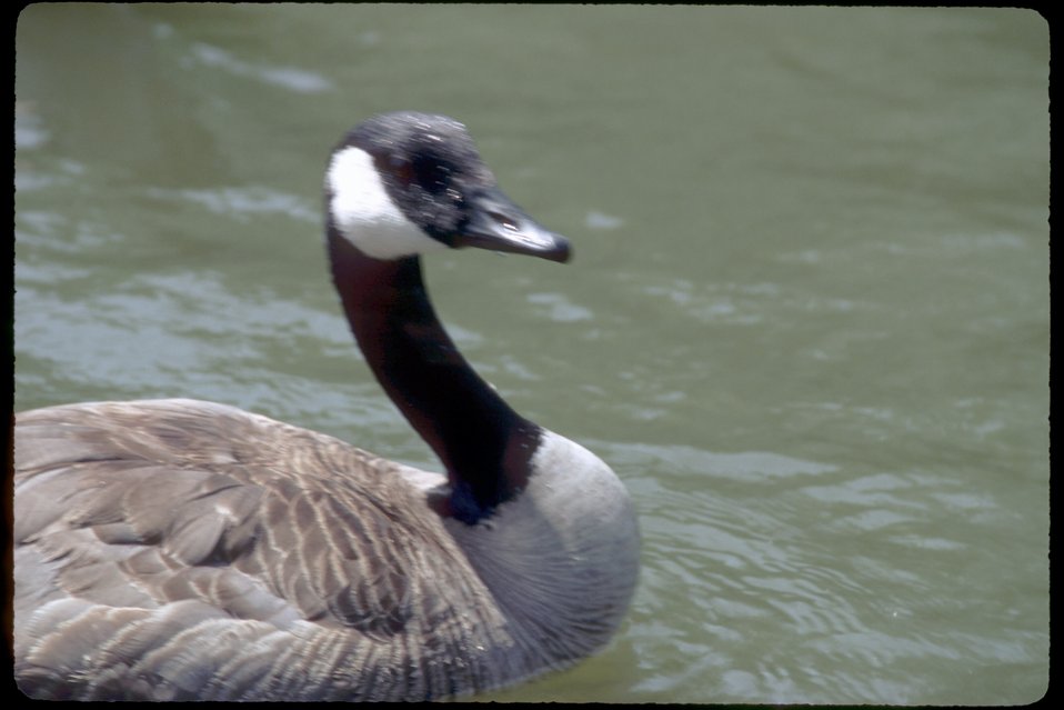 No Image Description Available