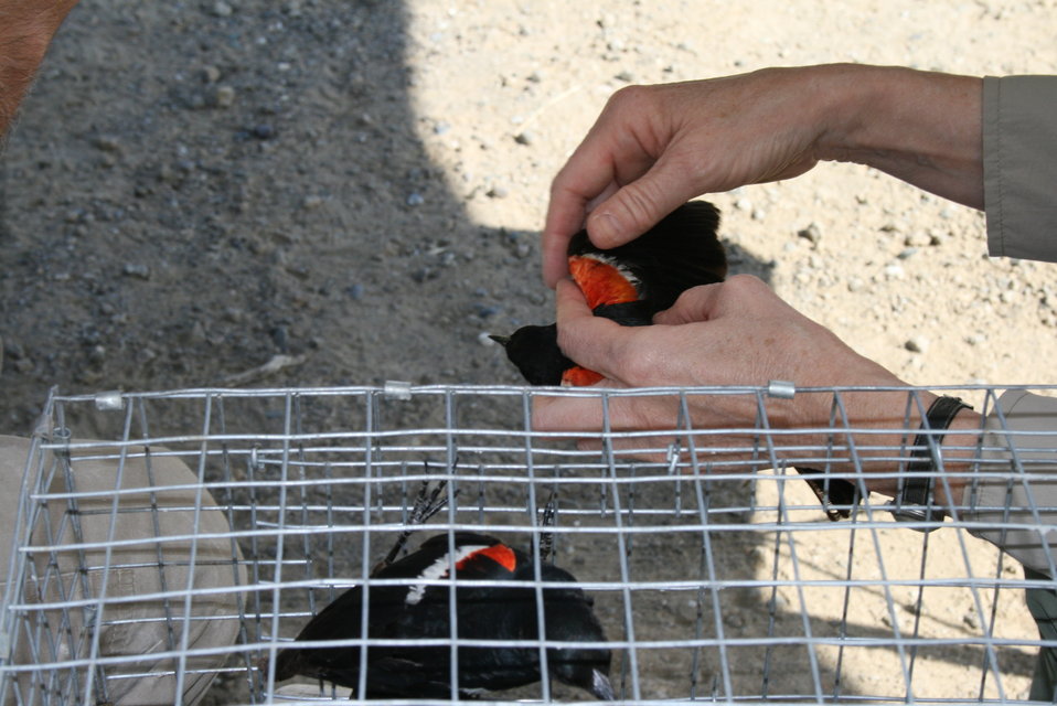 Aging a male Tricolored Blackbird