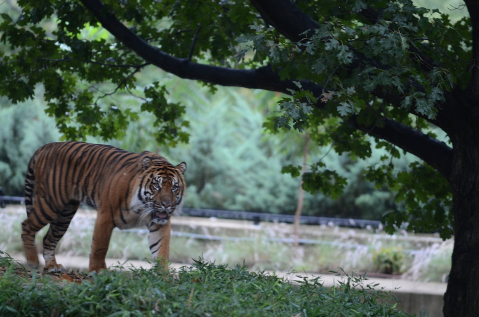 Save Vanishing Species Stamp First Day of Issue