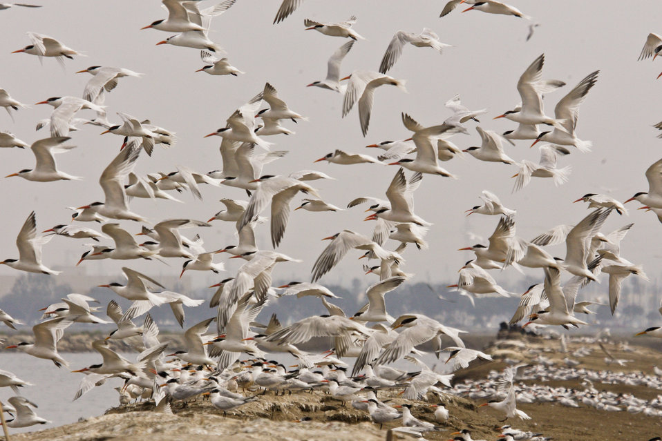 Elegant tern flock (Sterna elegans)