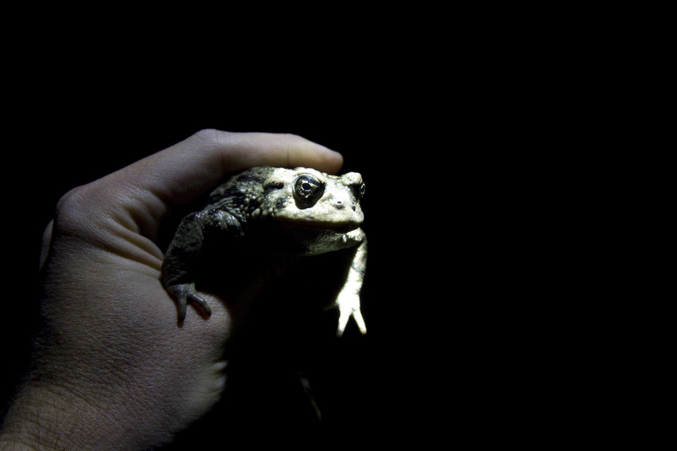 Amargosa Toad