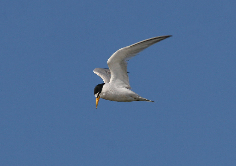 California least tern