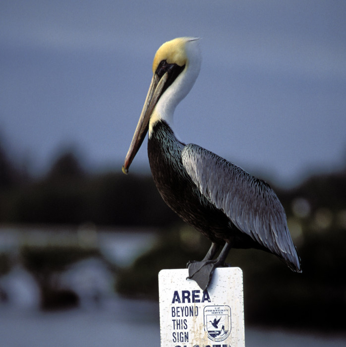 a pelican at home on Pelican Island