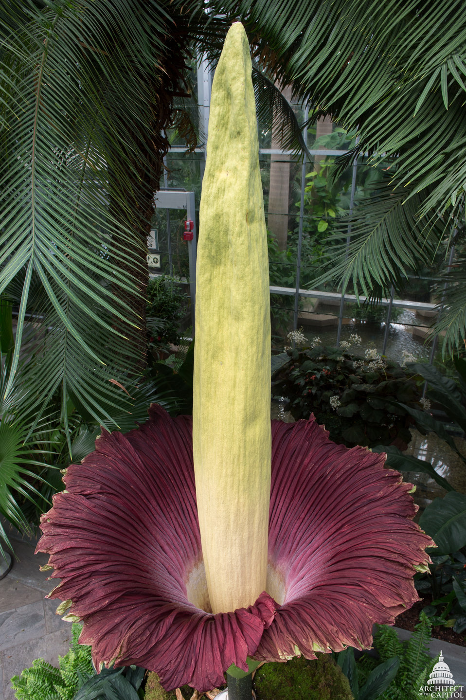 Titan arum close-up