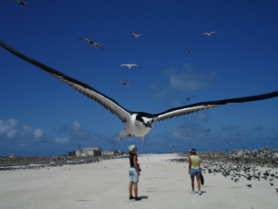  Sooty tern in flight 