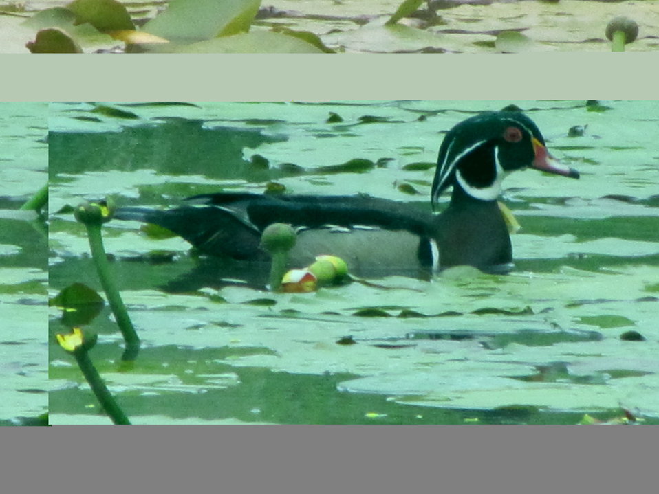 Wood Duck